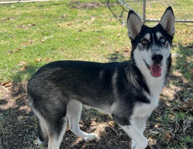 Enlarge Ana, a Adoptable mixed breed in Hollister, CA image 2/5