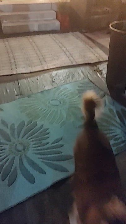 Enlarge Eleven/Ana, a Adoptable mixed breed in Hollister, CA video 3/3