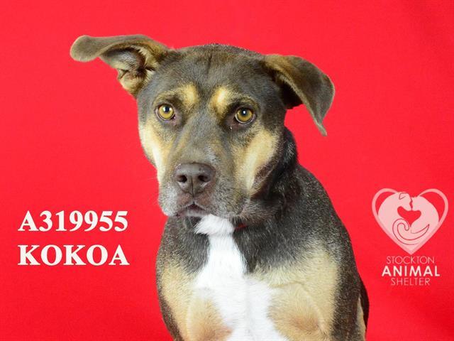 KOKOA, Adoptable, Adult Female Pit Bull Terrier & Mixed Breed.