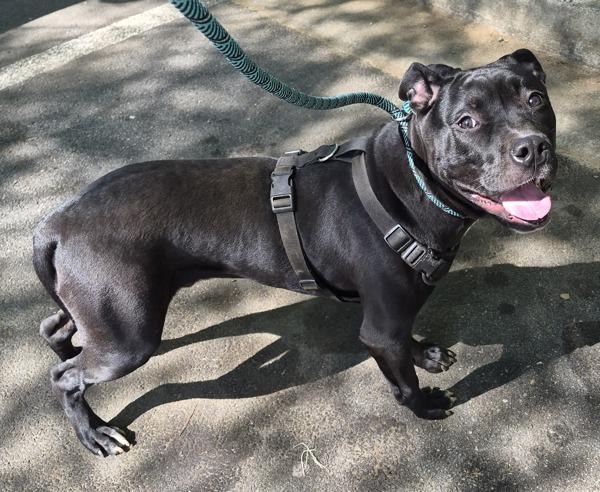 Pen 163 Fernando, Adoptable, Adult Male Pit Bull Terrier.