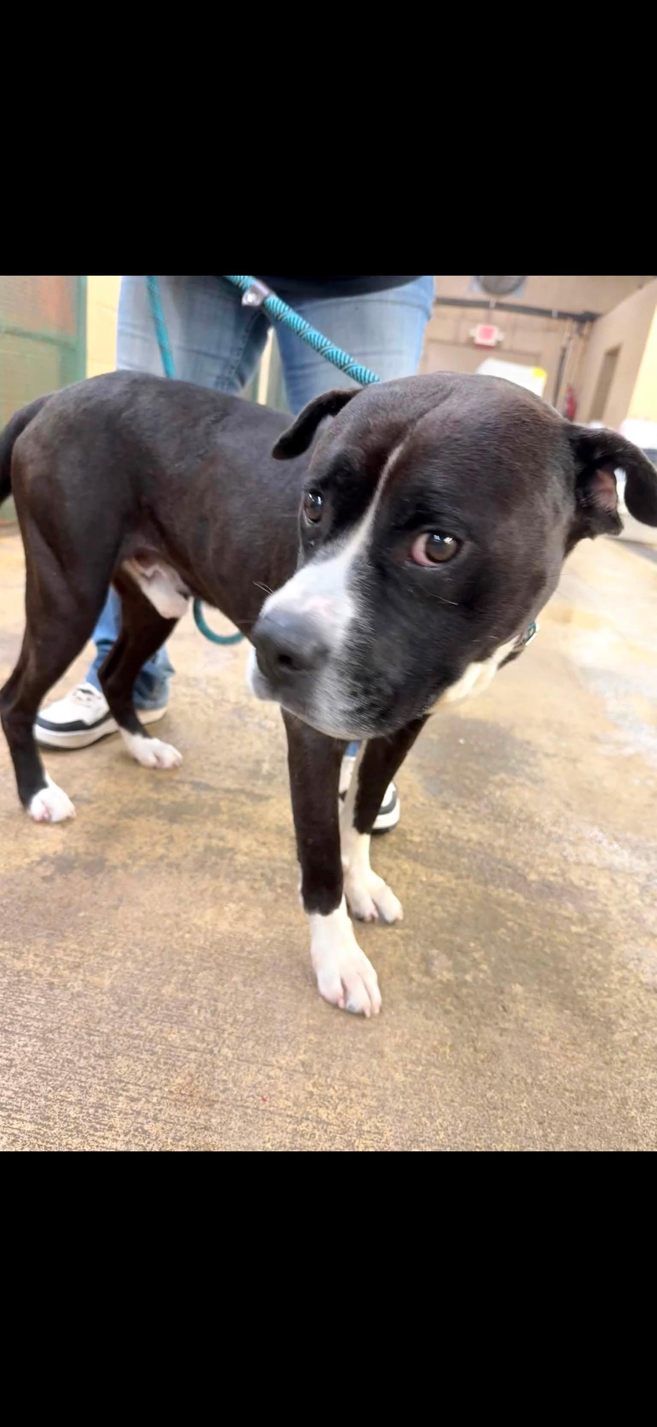 Enlarge SHADOW, a ADOPTABLE mixed breed in Newborn, GA image 2/2