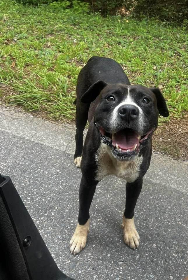 SHADOW, ADOPTABLE, Young Male Boxer.