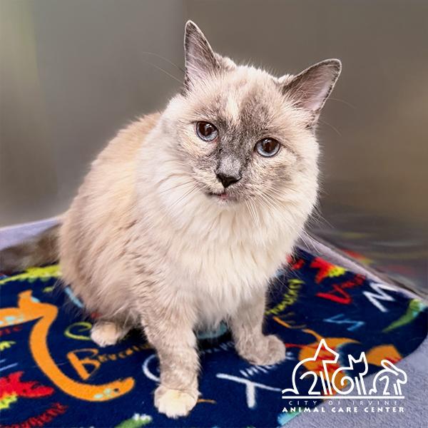 MAI, Adoptable, Adult Female Ragdoll.