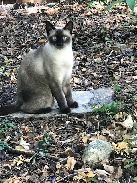 Ezekiel, a Adoptable Siamese in Haltom City, TX image 1/2