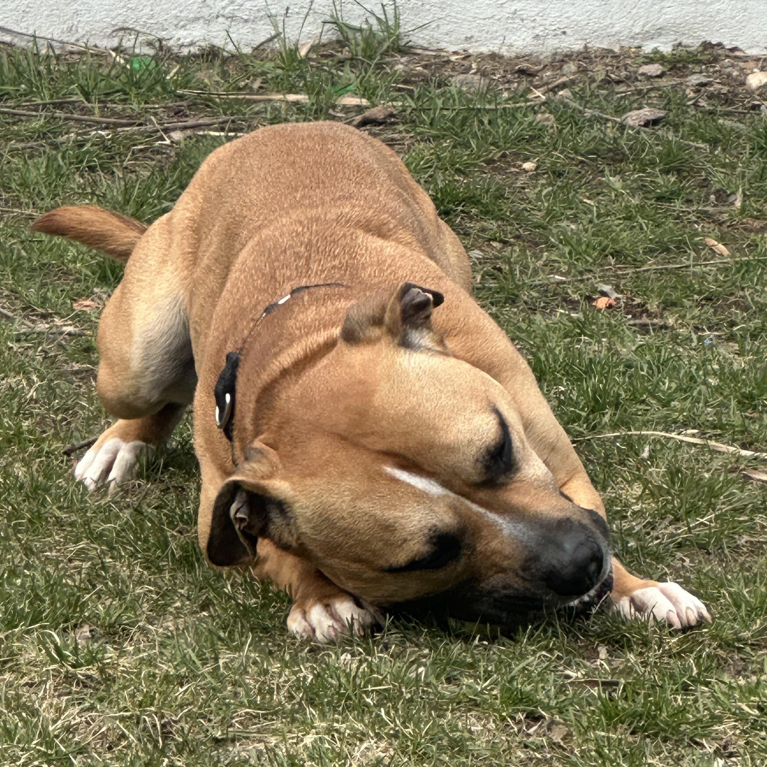 Enlarge Scrappy, a Adoptable mixed breed in West Milford, NJ image 5/6