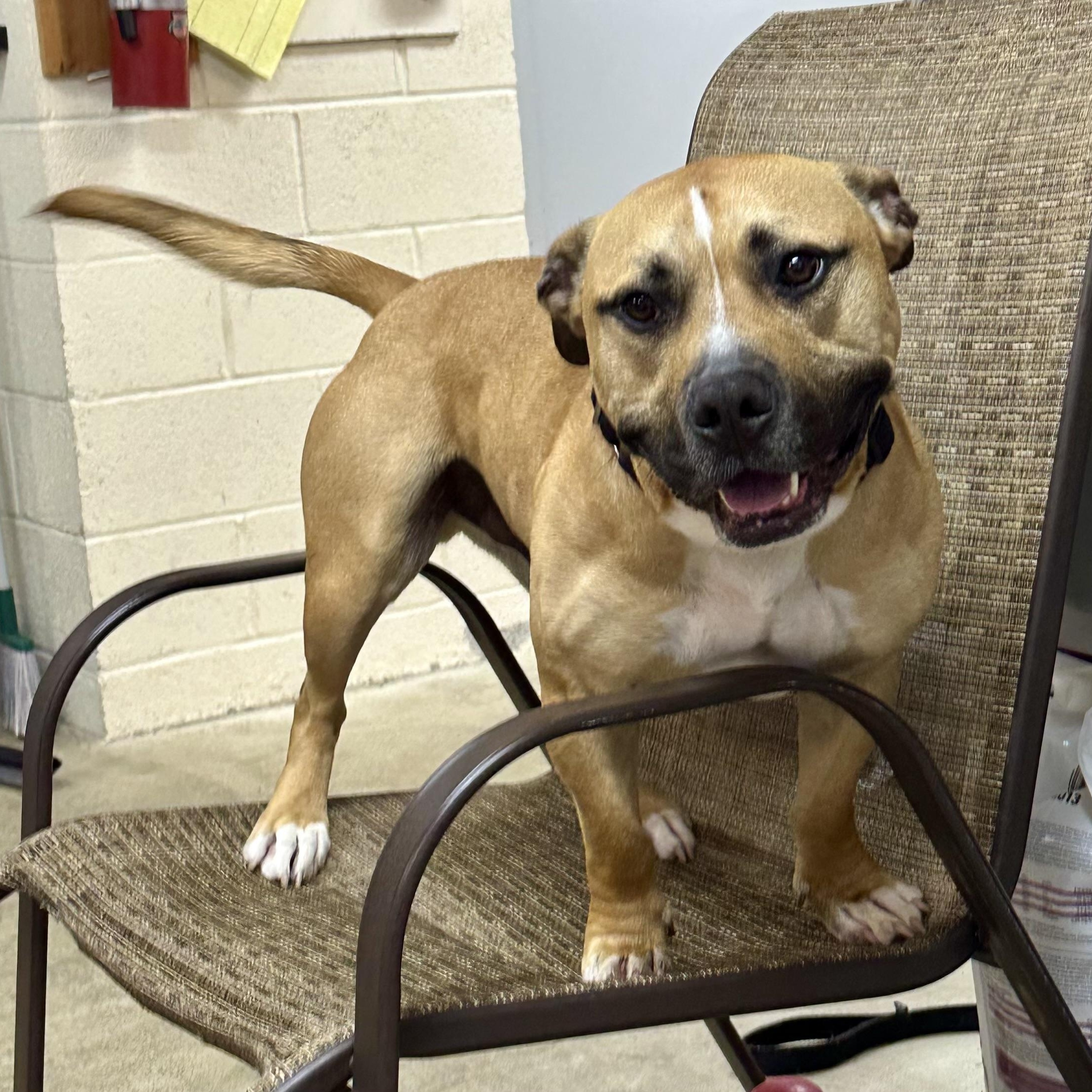 Scrappy, a Adoptable mixed breed in West Milford, NJ image 6/6