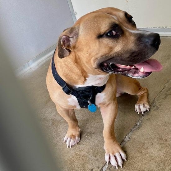 Scrappy, a Adoptable mixed breed in West Milford, NJ image 2/6