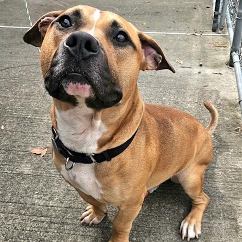 Scrappy, a Adoptable mixed breed in West Milford, NJ image 3/6