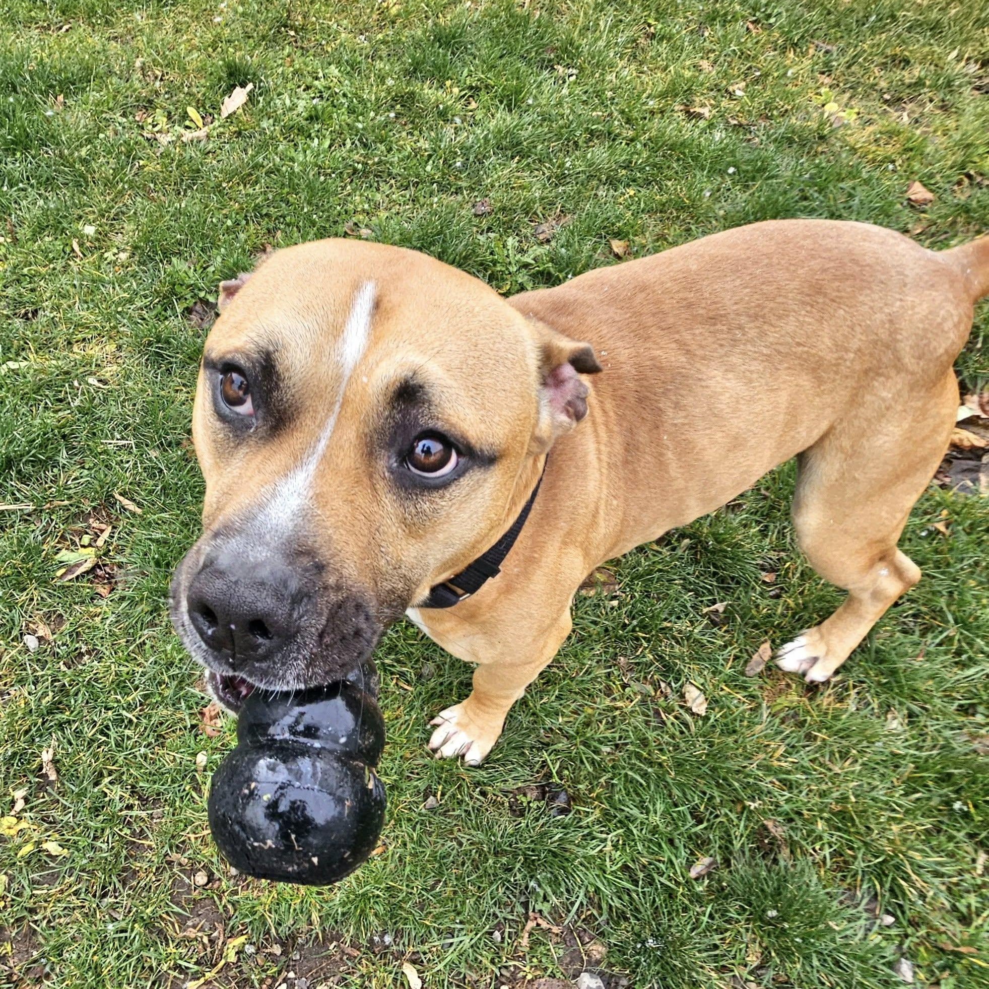Scrappy, a Adoptable mixed breed in West Milford, NJ image 5/6