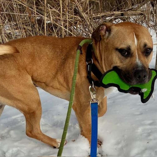 Enlarge Scrappy, a Adoptable mixed breed in West Milford, NJ image 2/6