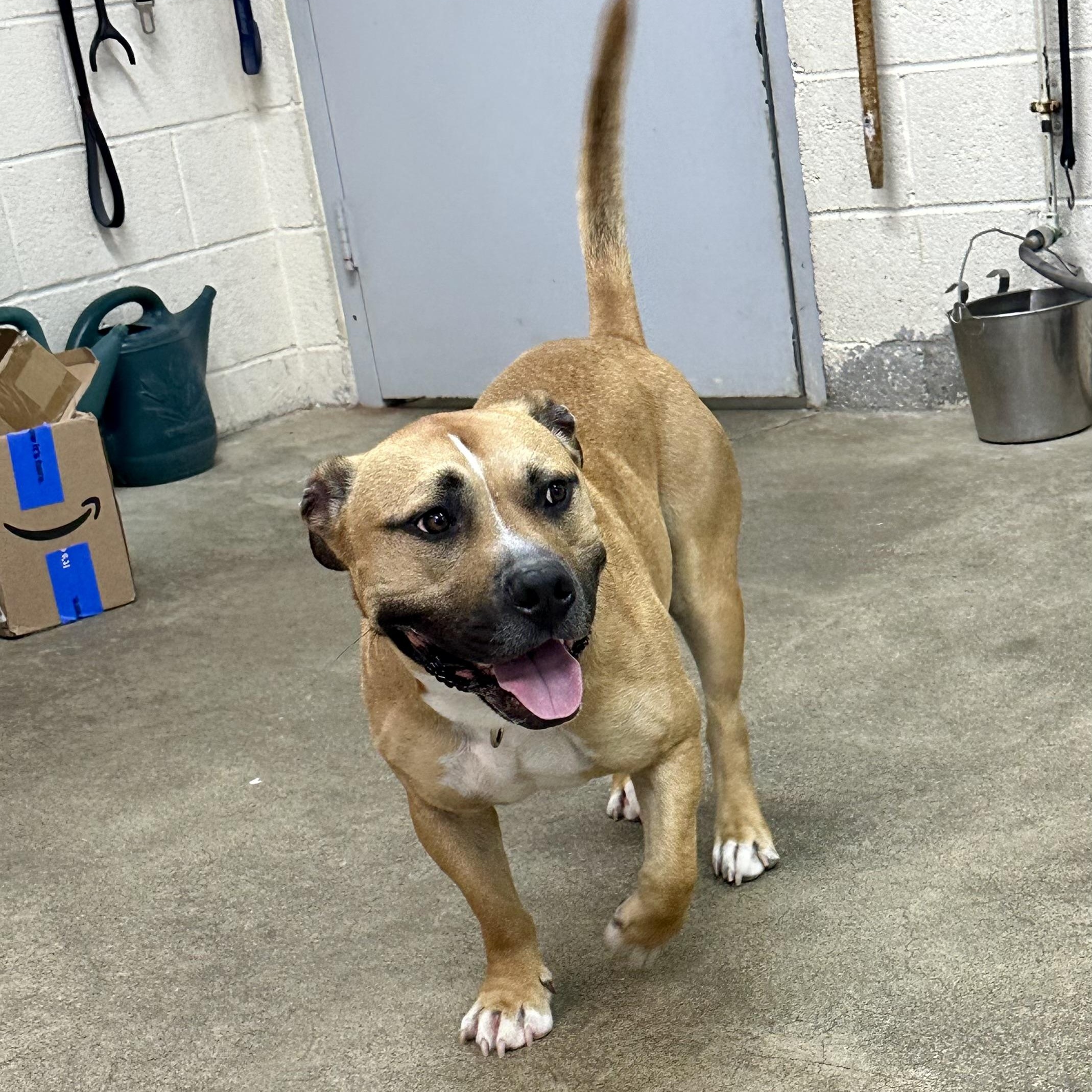 Enlarge Scrappy, a Adoptable mixed breed in West Milford, NJ image 2/6