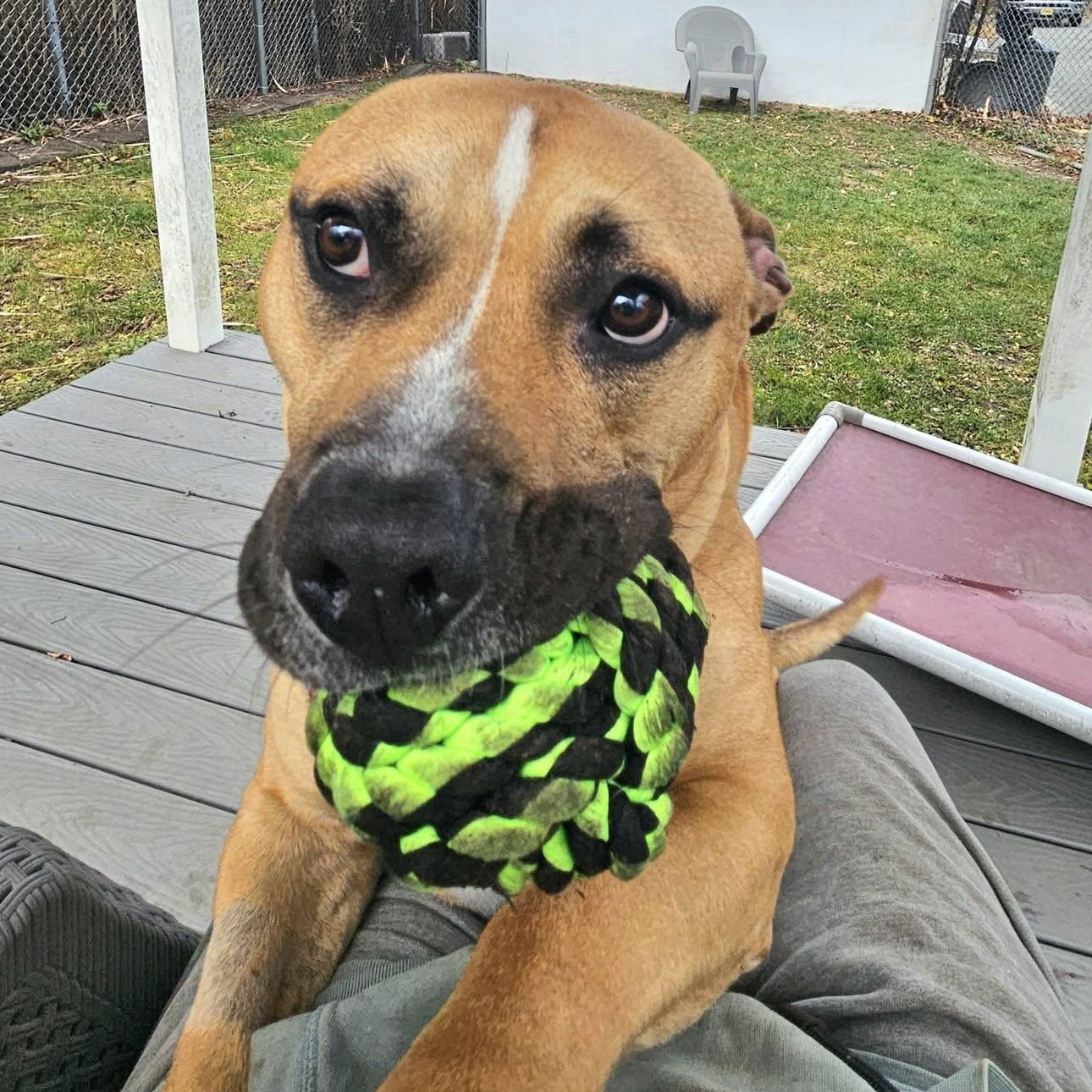 Scrappy, a Adoptable mixed breed in West Milford, NJ image 4/6