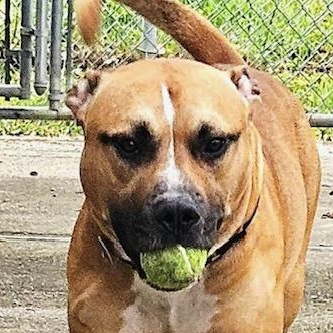 Scrappy, Adoptable, Young Male American Bully & Bull Terrier.
