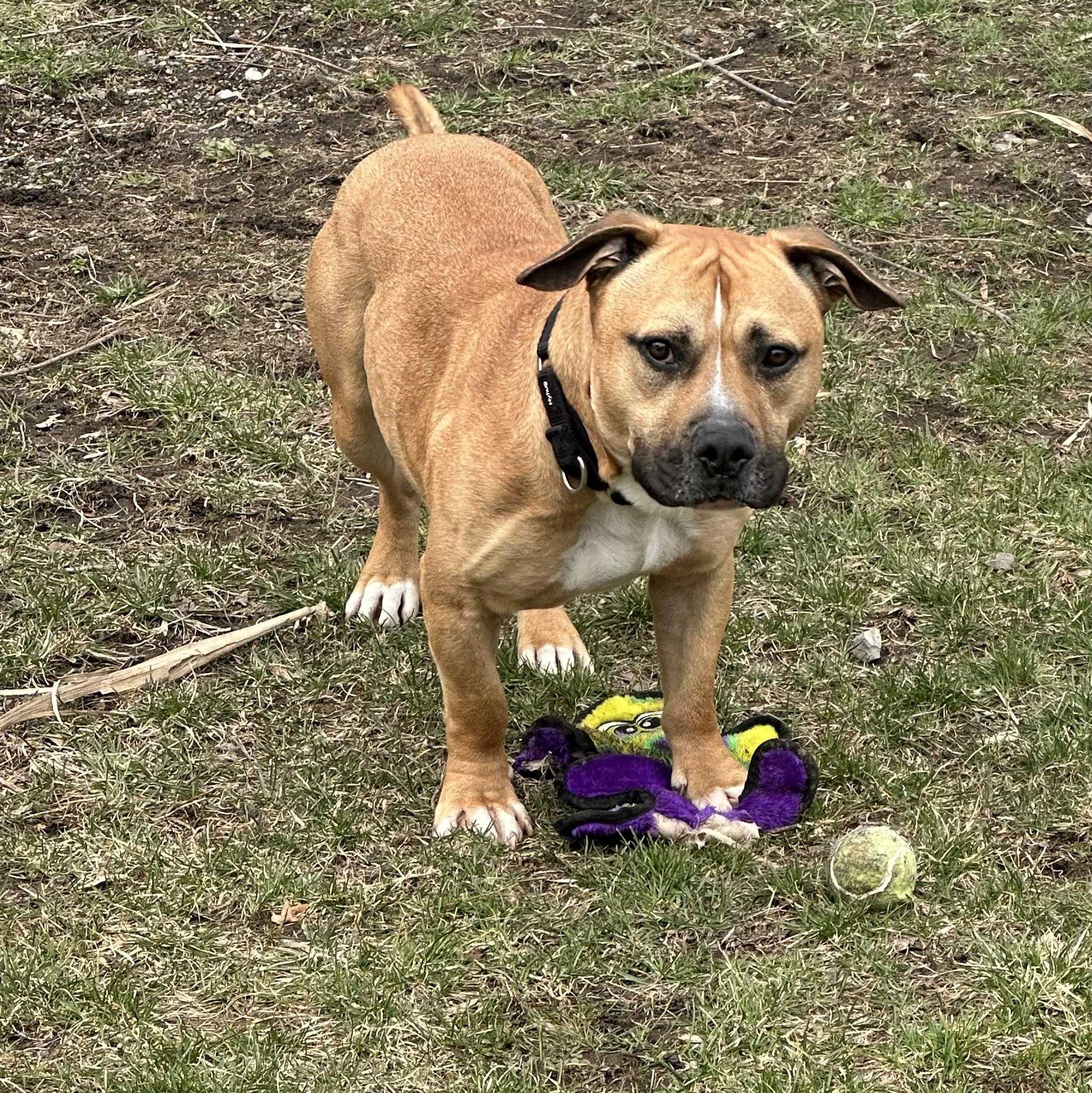 Enlarge Scrappy, a Adoptable mixed breed in West Milford, NJ image 6/6