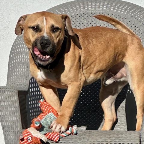 Enlarge Scrappy, a Adoptable mixed breed in West Milford, NJ image 6/6