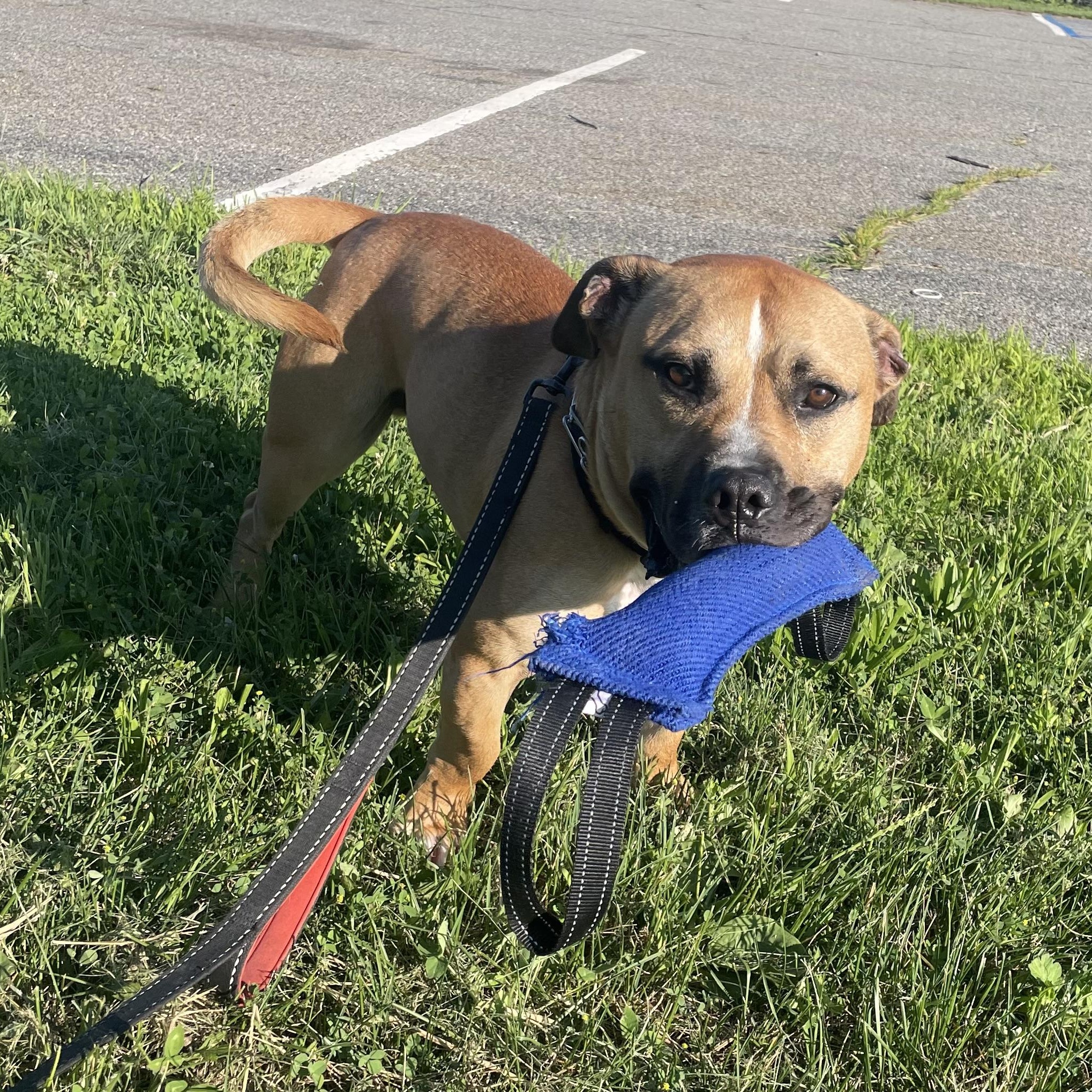 Scrappy, a Adoptable mixed breed in West Milford, NJ image 6/6