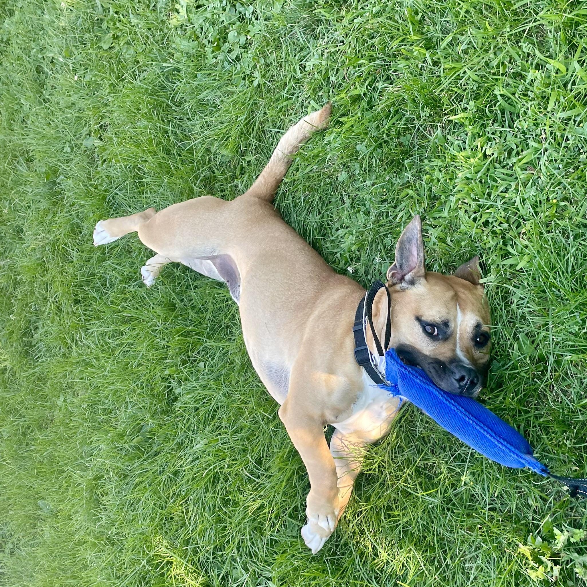 Scrappy, a Adoptable mixed breed in West Milford, NJ image 5/6