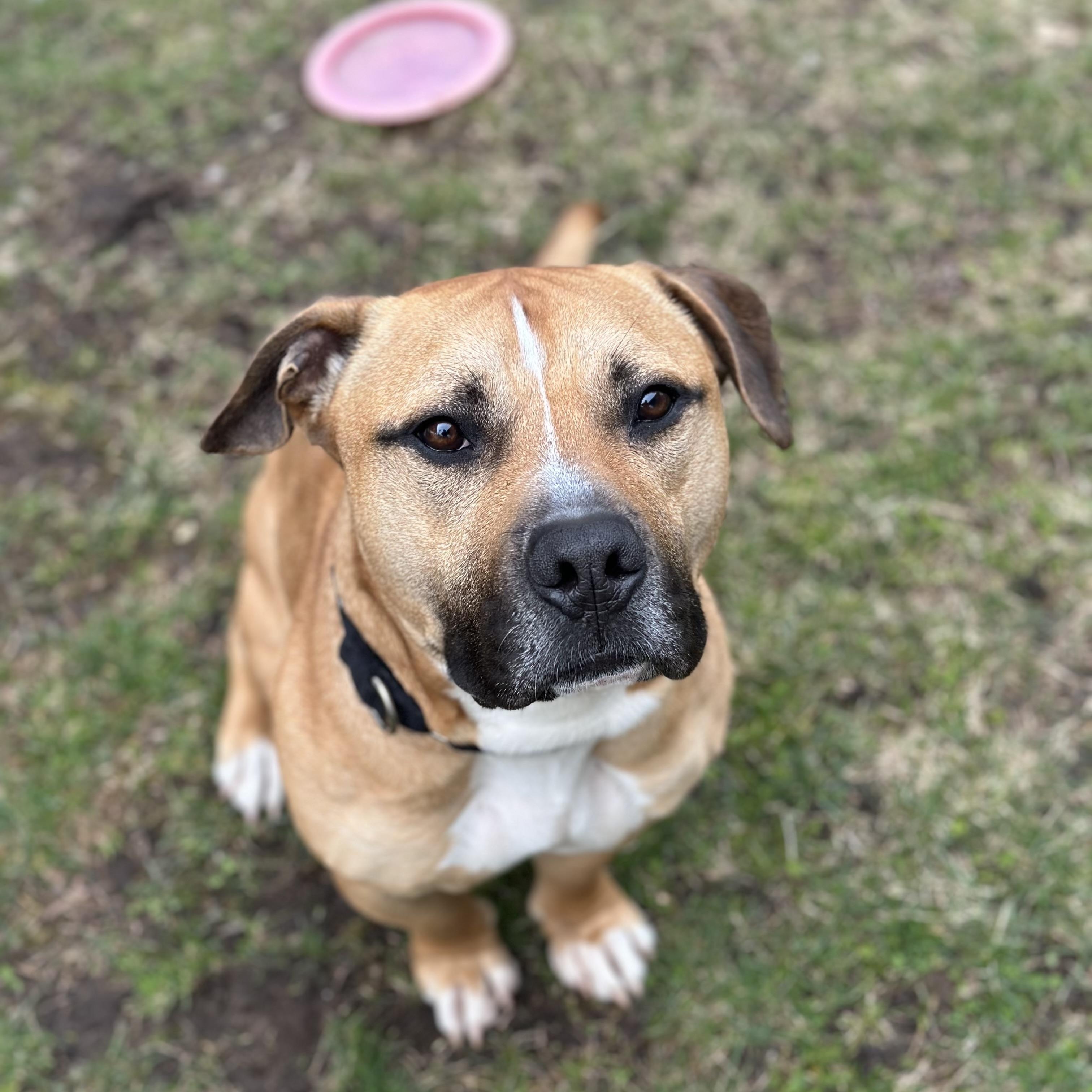 Scrappy, Adoptable, Young Male American Bully & Bull Terrier.