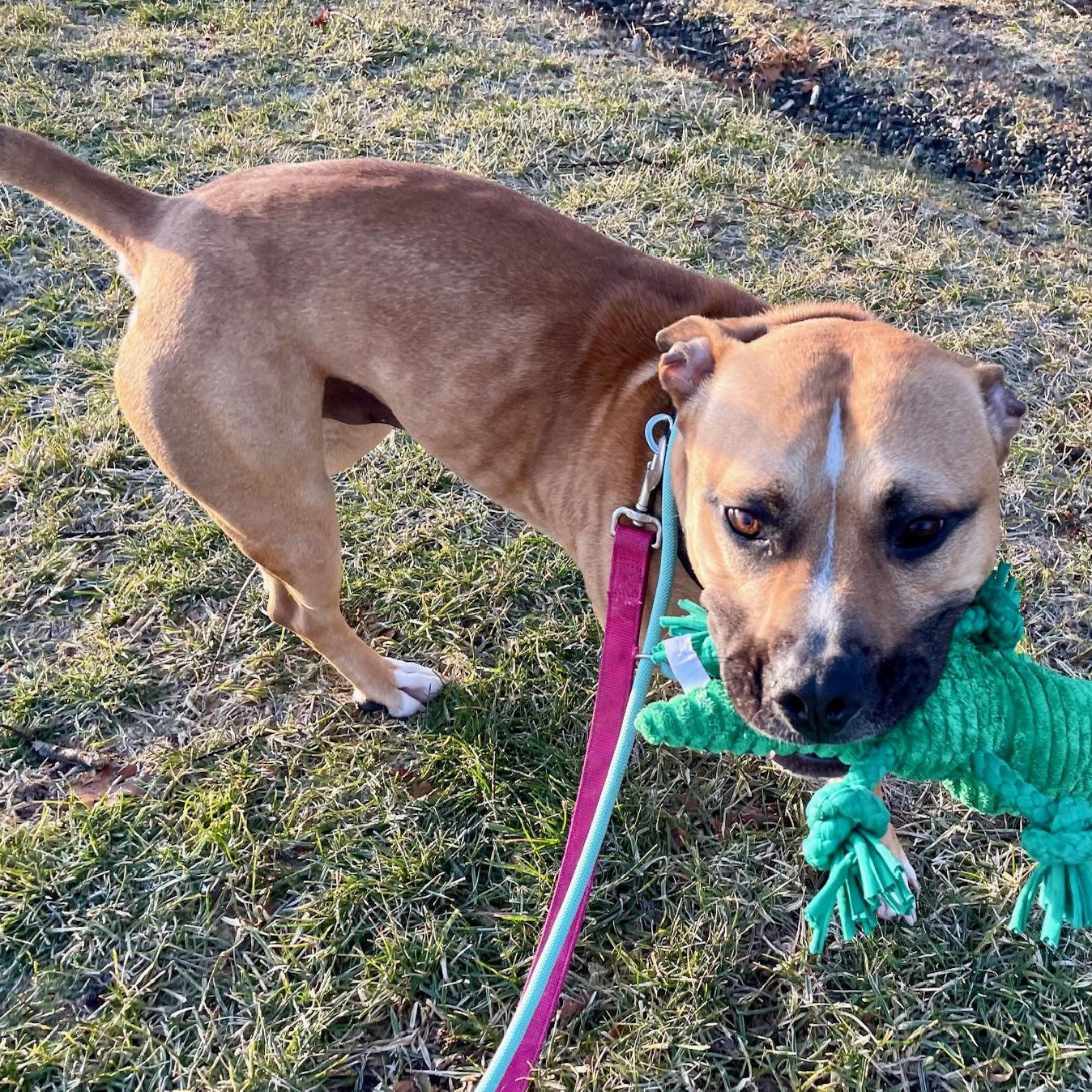 Enlarge Scrappy, a Adoptable mixed breed in West Milford, NJ image 6/6