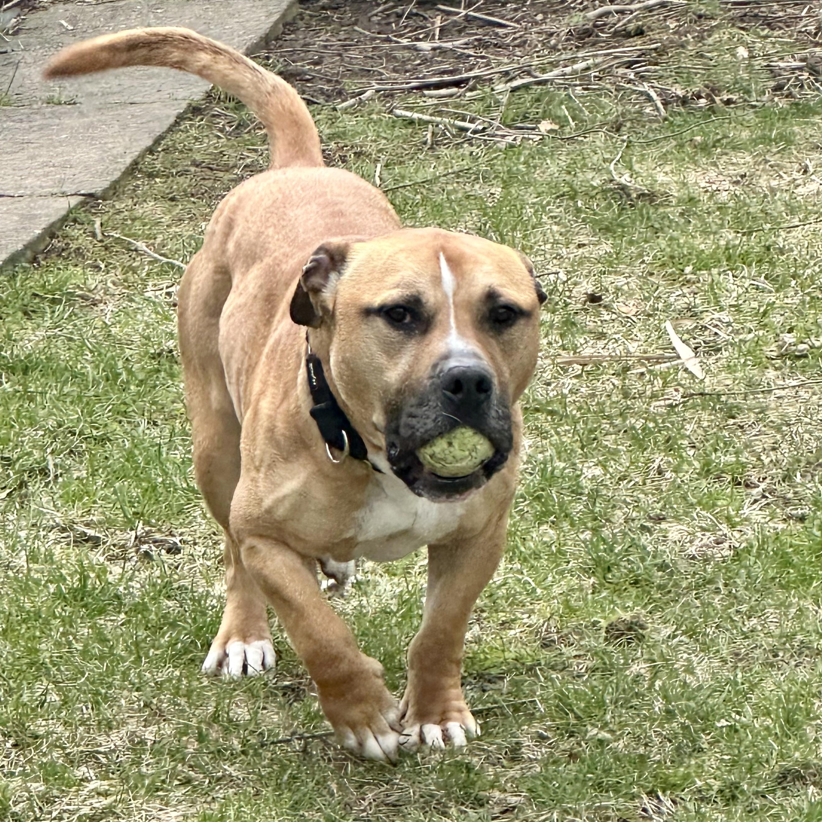 Enlarge Scrappy, a Adoptable mixed breed in West Milford, NJ image 4/6