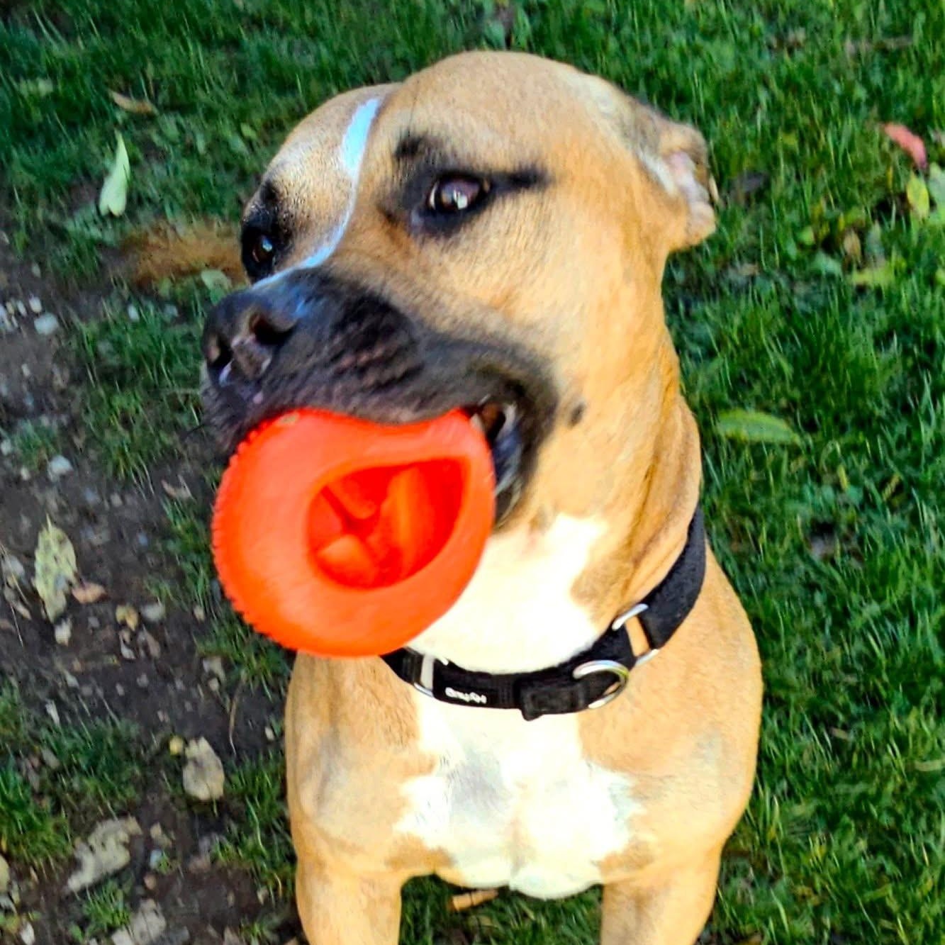 Scrappy, a Adoptable mixed breed in West Milford, NJ image 6/6