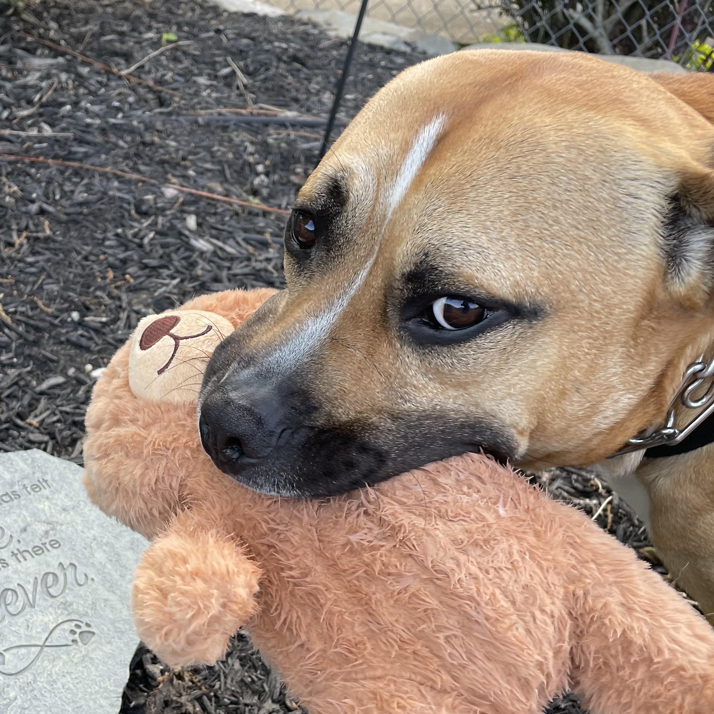 Scrappy, a Adoptable mixed breed in West Milford, NJ image 1/6