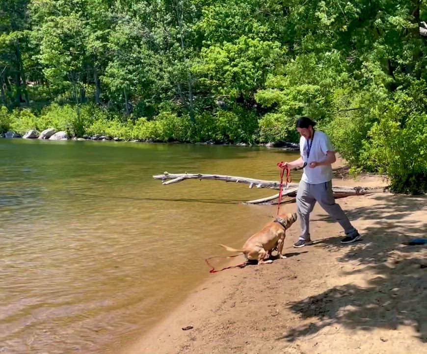 Enlarge Scrappy, a Adoptable mixed breed in West Milford, NJ video 6/6