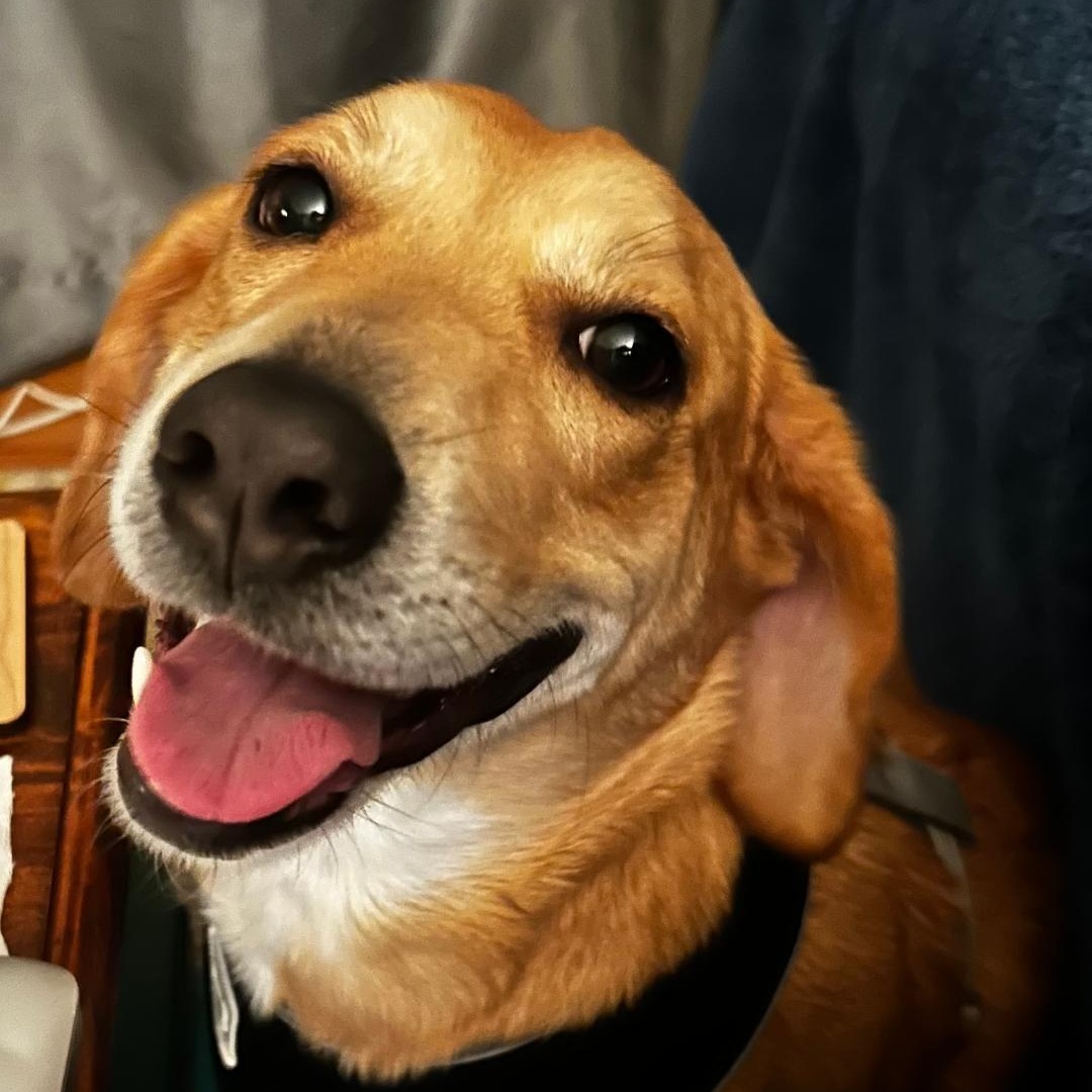 Libby Haven, Adult Female Beagle