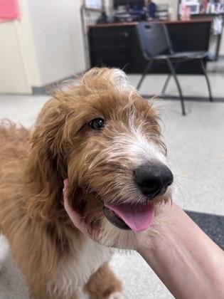 Da Vinci, Adoptable, Young Male Australian Shepherd & Standard Poodle.