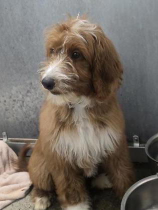Enlarge Da Vinci, a Adoptable mixed breed in Roseville, CA image 2/2