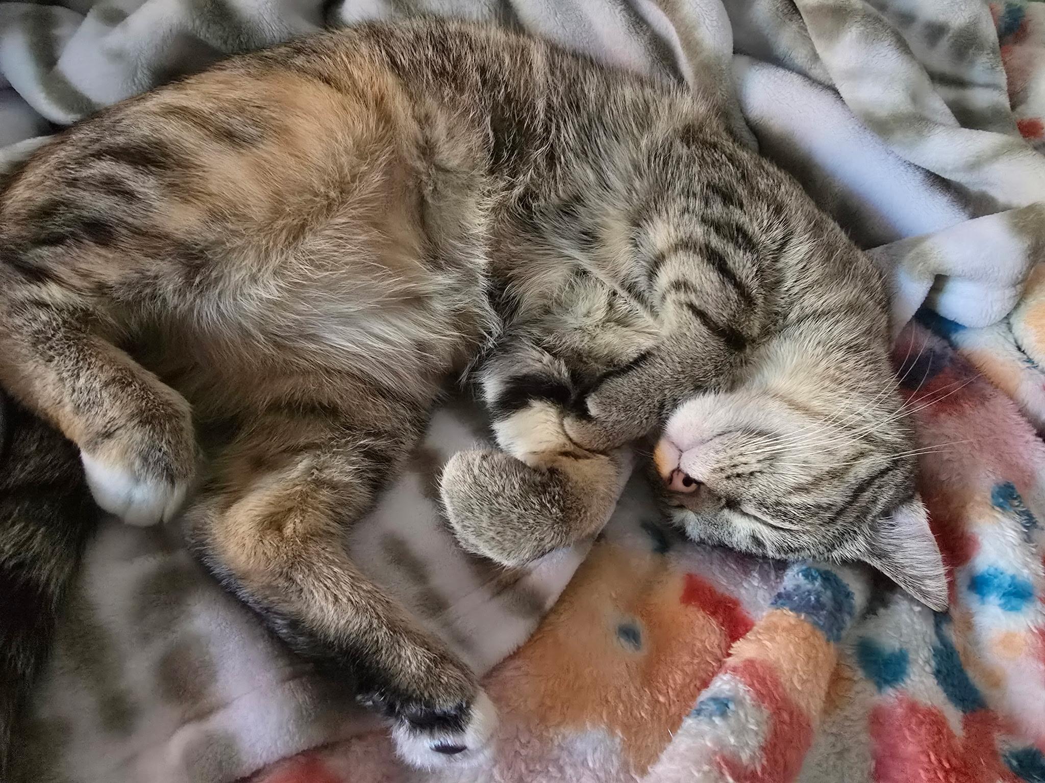 Izzy