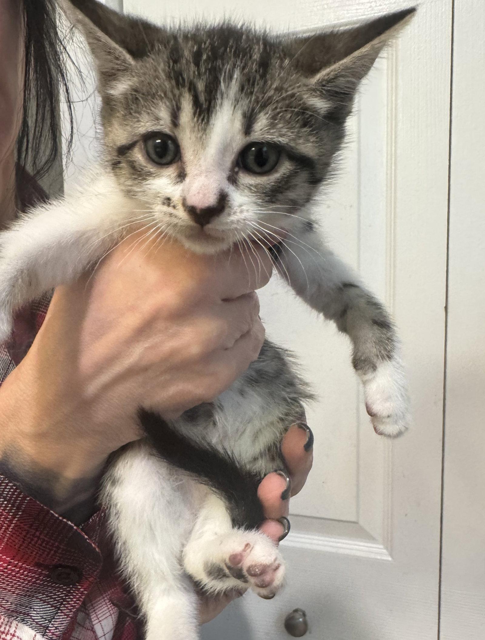 Tinkerbell, a Adopted mixed breed in Ringwood, NJ image 2/2