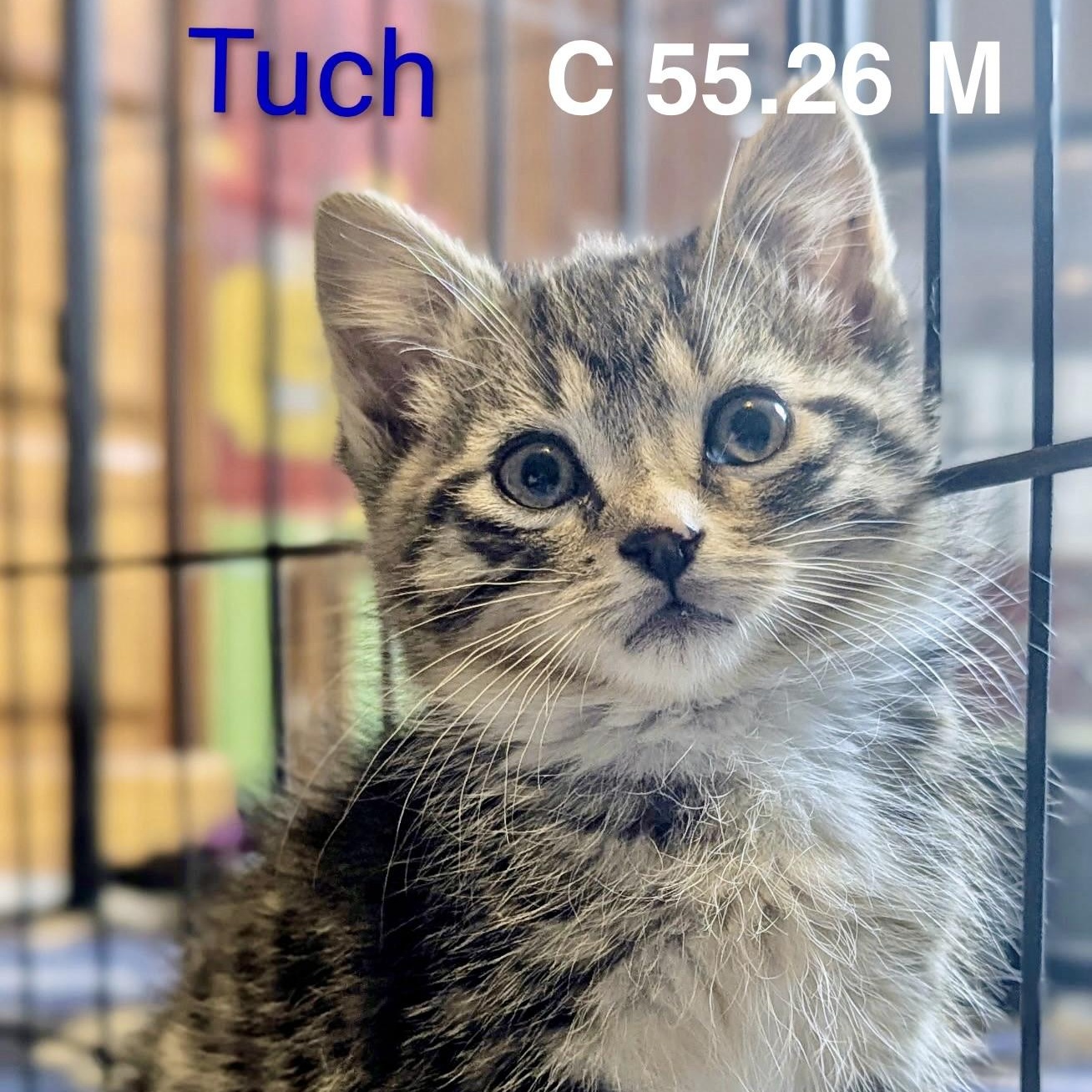 Enlarge Foster Tuch, a Adoptable mixed breed in Batavia, NY image 1/1