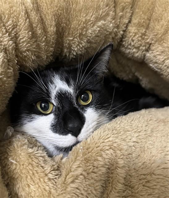 CJ, Adoptable, Young Male Domestic Short Hair.