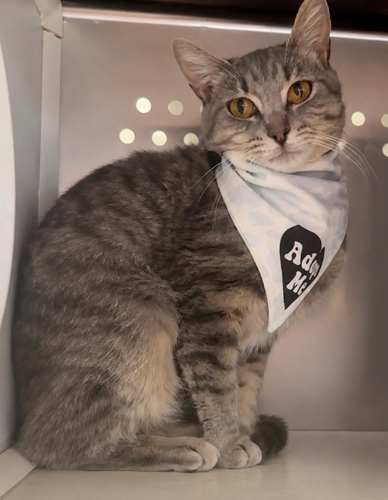 Enlarge Maxis, a Adoptable mixed breed in Columbia, TN image 2/3