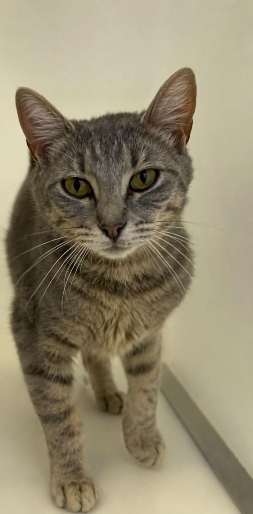 Enlarge Maxis, a Adoptable mixed breed in Columbia, TN image 3/3