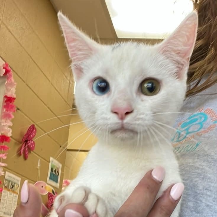Enlarge Alice Eve, a Adoptable American Bobtail in Fort Payne, AL image 1/1