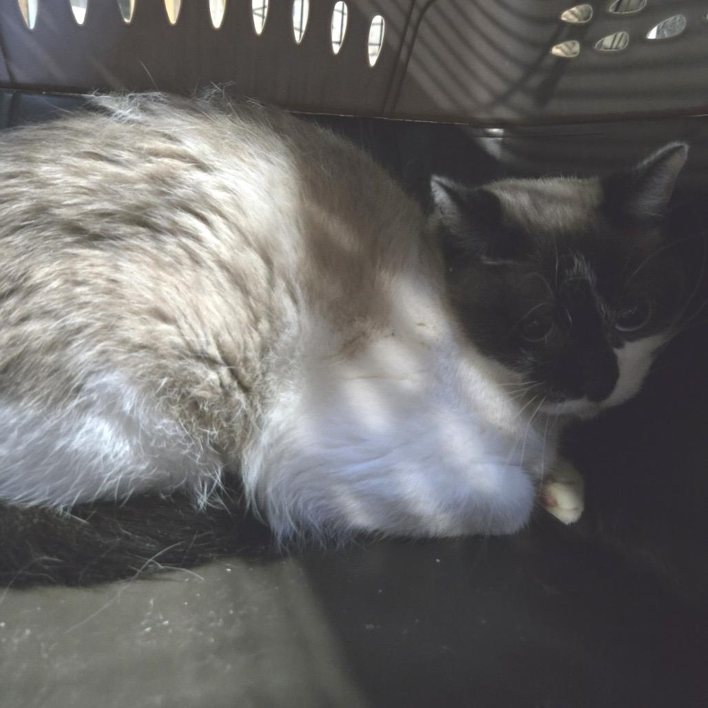 Carina, Adoptable, Adult Female Snowshoe & Domestic Medium Hair.