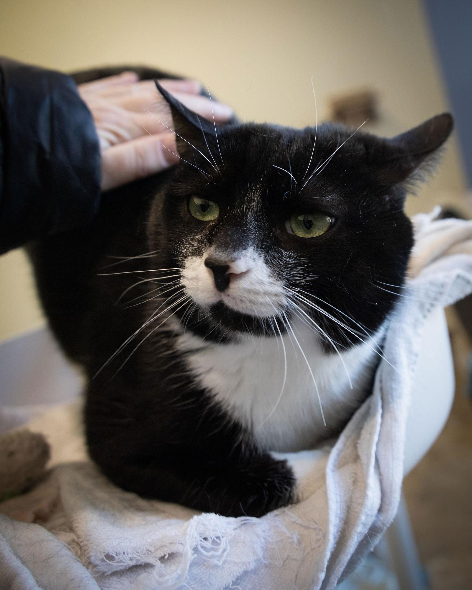 Enlarge Leggy (FCID# 01/07/2026 - 14 Glen Mills foster), a Adoptable mixed breed in Greenville, DE image 2/3