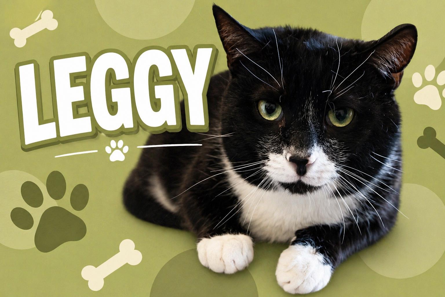 Enlarge Leggy (FCID# 01/07/2026 - 14 Glen Mills foster), a Adoptable mixed breed in Greenville, DE image 3/3