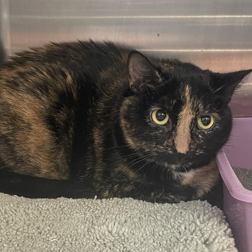 Bethany, Adoptable, Senior Female Domestic Short Hair & Mixed Breed.