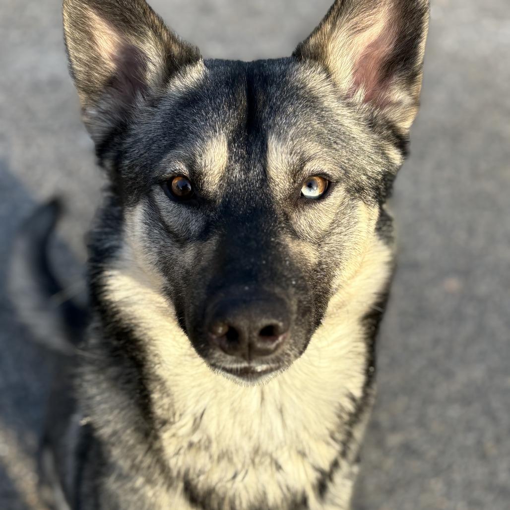 Yeti, Adoptable, Adult Male Husky & Mixed Breed.