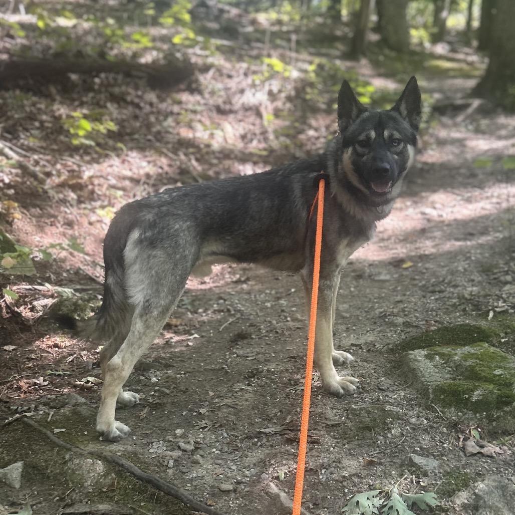 Yeti, a Adoptable mixed breed in Bedford, NH image 1/6