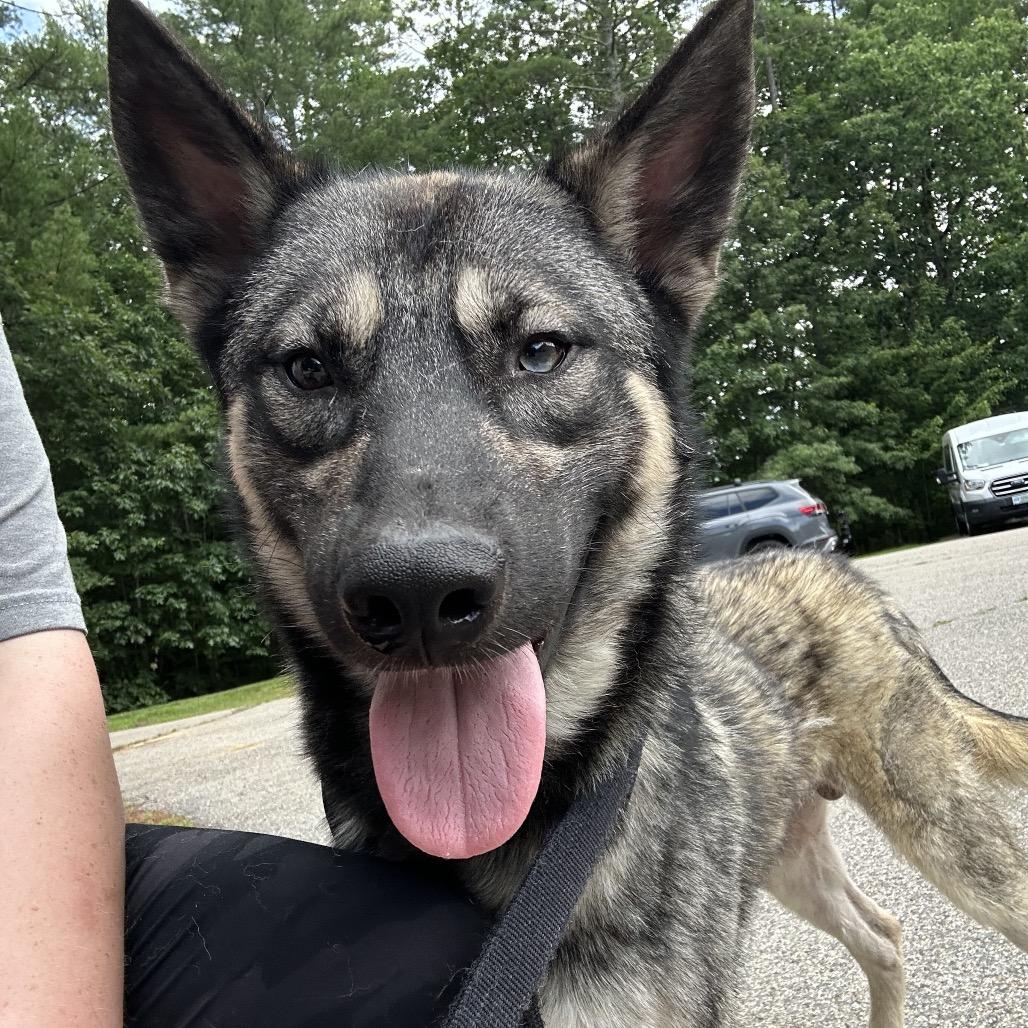 Yeti, a Adoptable mixed breed in Bedford, NH image 2/6