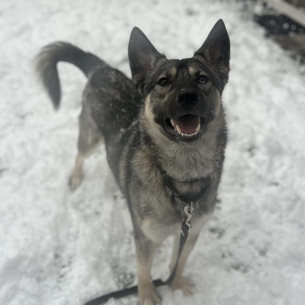 Enlarge Yeti, a Adoptable mixed breed in Bedford, NH image 3/6