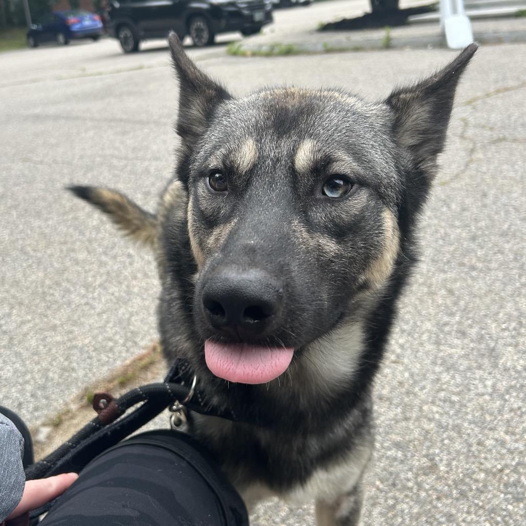 Yeti, a Adoptable mixed breed in Bedford, NH image 4/6