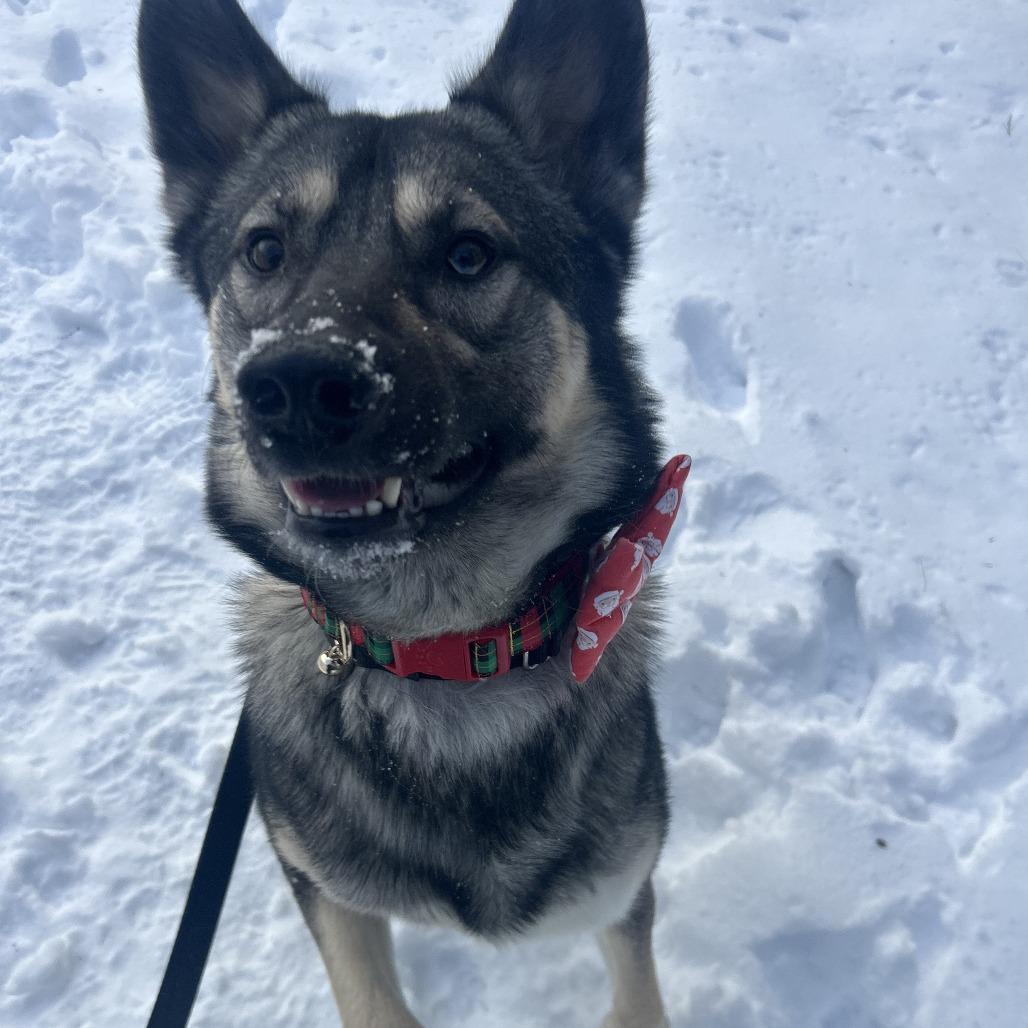 Yeti, a Adoptable mixed breed in Bedford, NH image 5/6