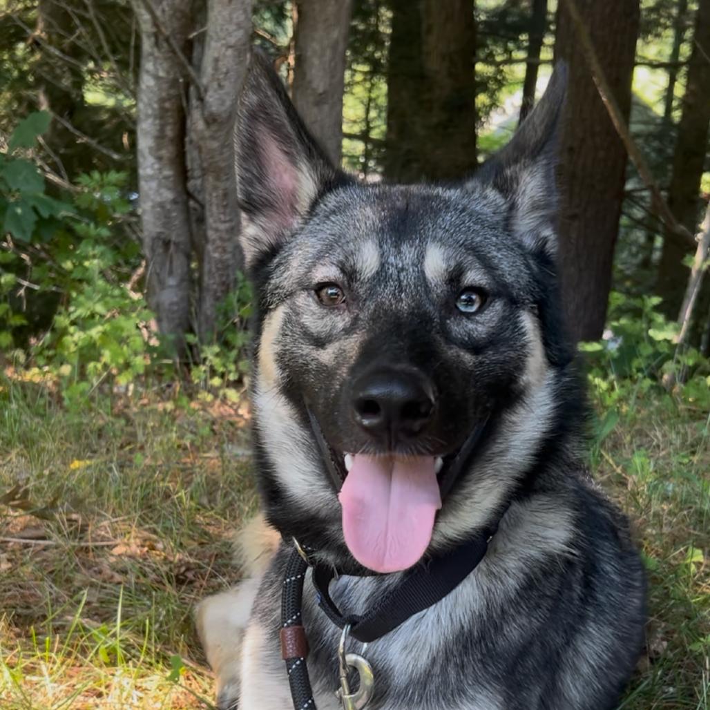 Yeti, a Adoptable mixed breed in Bedford, NH image 6/6