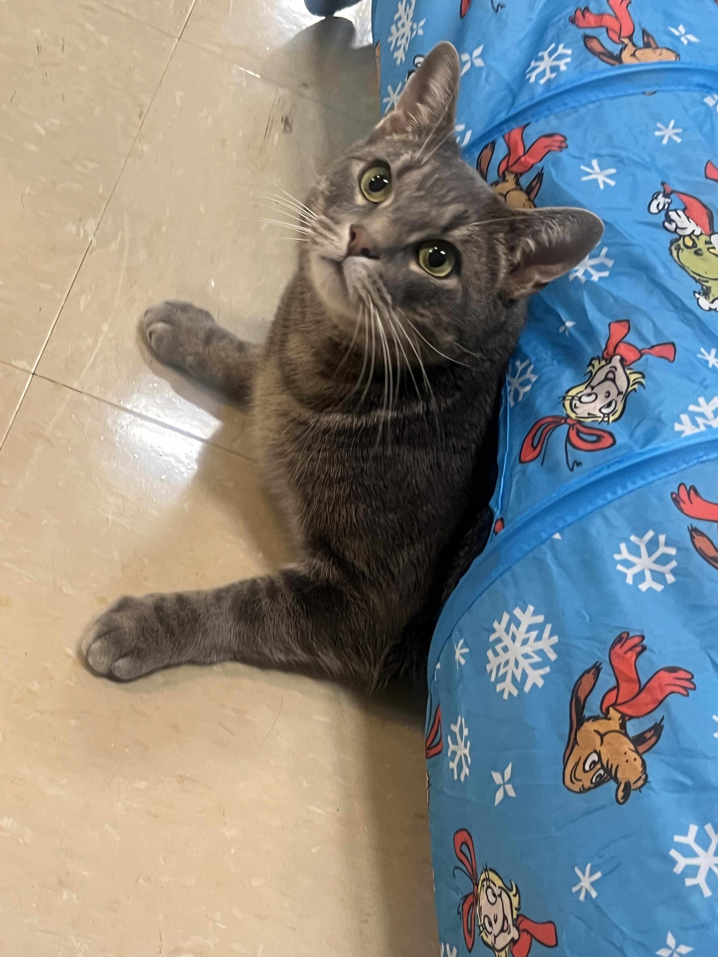 Mouse , a ADOPTABLE mixed breed in Sanford, NC image 3/3