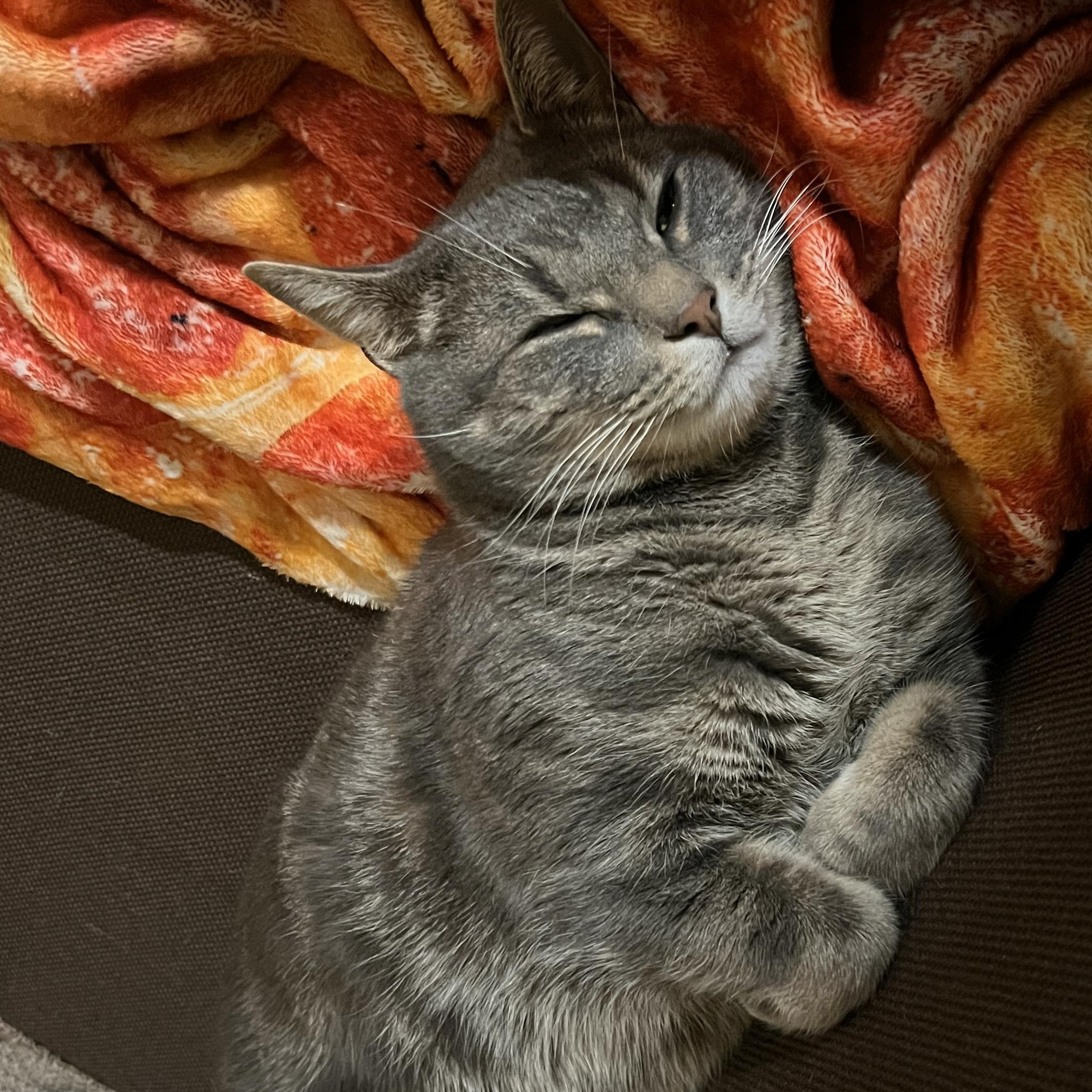 Mouse , a ADOPTABLE mixed breed in Sanford, NC image 2/3